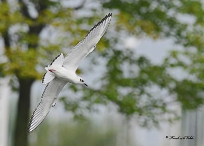 20110904 245 SERIES - Bonaparte's Gull.jpg