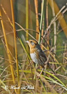 20111011 - 1 089 Nelson's Sharp-tailed Sparrow.jpg