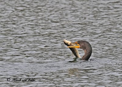 20111012 005 SERIES - Double-crested Cormorant.jpg