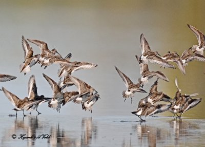 20111007 381 1c1 SERIES -  White-rumped Sandpipers, Dunlins.jpg