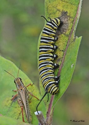 20110913 239 238 Monarch Caterpillar.jpg