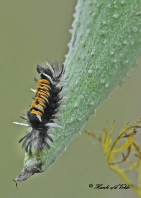 20110913 285, 280 SERIES - Milkweed Tussock Caterpillar.jpg