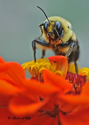20110808 373 Bumblebee.jpg