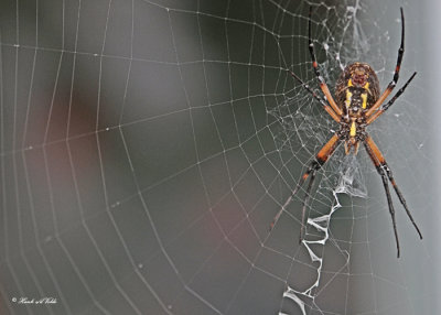 20110905 015 SERIES - Orb Weaving Spider (Black and Yellow Argiope) HP.jpg