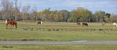 20111022 565  Horses.jpg