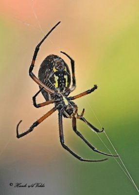 20110917 - 1 104 Orb Weaver Spider - Black and Yellow Argiope.jpg