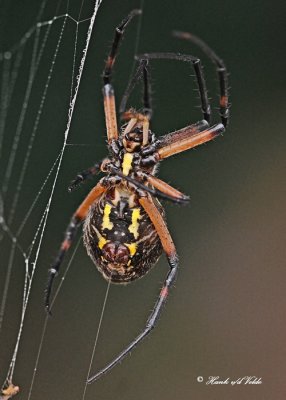20110905 214 Orb Weaver Spider -  Black and Yellow Argiope.jpg