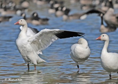 20111009 236 Snow Geese.jpg