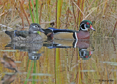 20111026 203 Wood Ducks.jpg