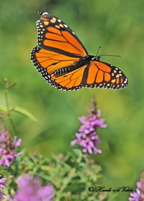 20110808 157 Monarch Butterfly.jpg