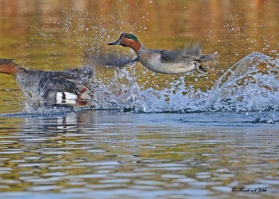 20111031 - 2 292 SERIES - Green-winged Teal, Rd-breasted Merganser.jpg