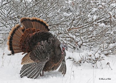 20111123 443 Wild Turkey.jpg