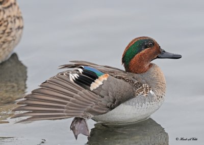 20111122 - 2 118 Green-winged Teal.jpg