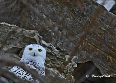 20111126 - 2 007 Snowy Owl.jpg