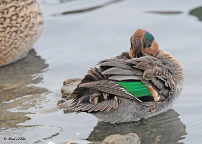 20111122 - 2 111 Green-winged Teal.jpg