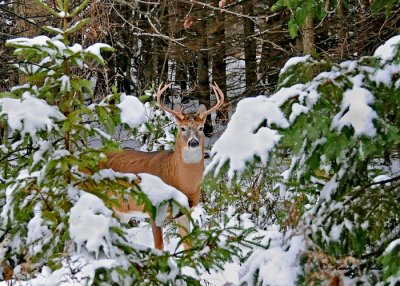 20111124 061 SERIES - White-tailed Deer.jpg