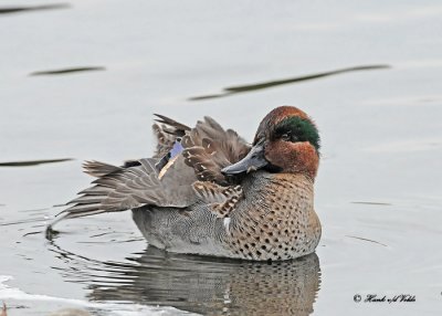 Teal and Wigeons