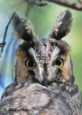 long__short-eared_owls
