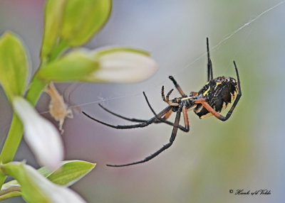 20110917 - 1 115 SERIES - Orb Weaving Spider (Black and Yellow Argiope).jpg