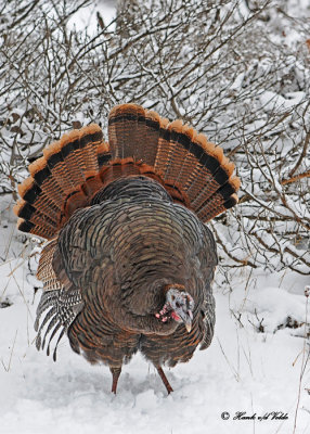 20111123 439 Wild Turkey.jpg