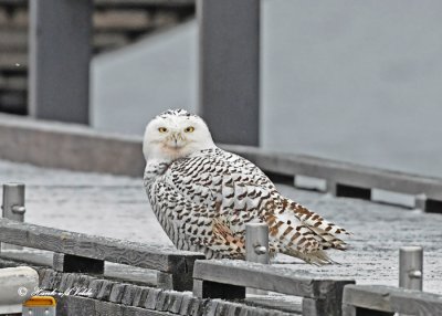 20111206 016 Snowy Owl.jpg