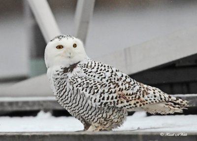 20111209 061 Snowy Owl.jpg