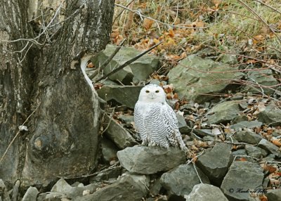 20111206 090 Snowy Owl.jpg