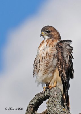 20111028 - 1 452 Red-tailed Hawk.jpg