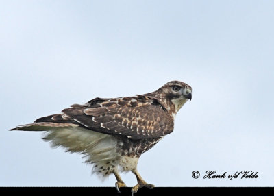 20111028 - 1 148 1c2 SERIES - Red-tailed Hawk.jpg
