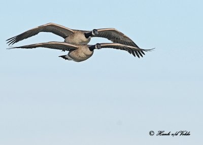 20111203 925 Canada Geese.jpg