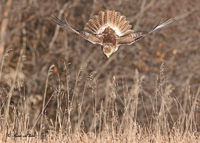 20111212 506 Red-tailed Hawk.jpg