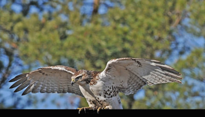 20111212 459 SERIES -  Red-tailed Hawk.jpg