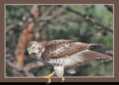 20111212 390 1r3 SERIES - Red-tailed Hawk.jpg