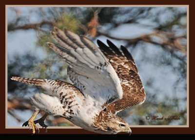 20111212 - 2 031 2r1 SERIES - Red-tailed Hawk.jpg