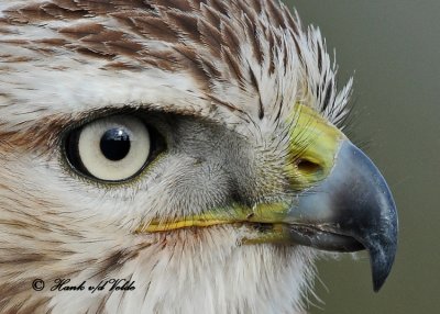 20111222 1604 1c3 SERIES - Red-tailed Hawk.jpg