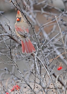 20111222 233 Northern Cardinal.jpg