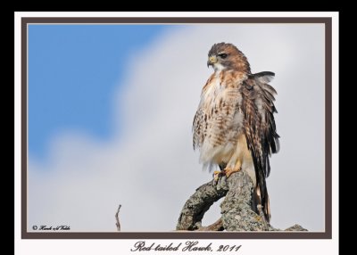 20111028 - 1 1c1 449 Red-tailed Hawk.jpg