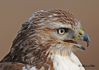 20111222 1250  SERIES - Red-tailed Hawk.jpg