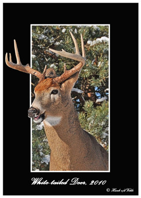 20101218 226 1r1 SERIES - White-tailed Deer.jpg