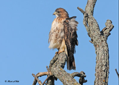 20111028 - 1 493 SERIES - Red-tailed Hawk.jpg