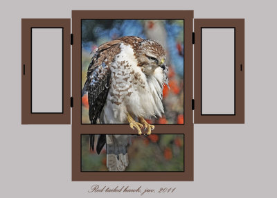 20111212 - 2 156 SERIES - Red-tailed Hawk.jpg
