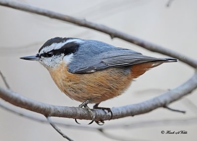 20111027 113 Red-breastyed Nuthatch.jpg