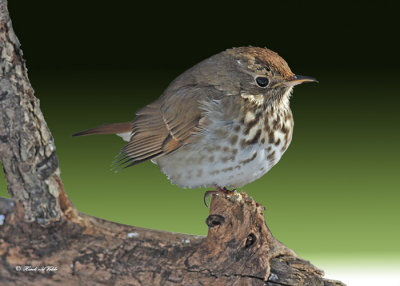 20110209 042 SERIES - Hermit Thrush 5.jpg