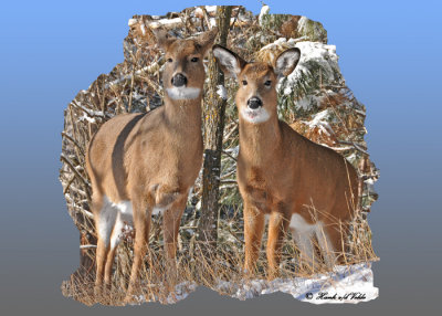 20111229 070 1R3 White-tailed Deer.jpg