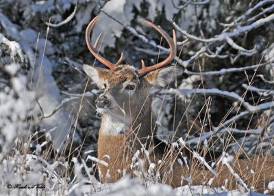 20111229 420 SERIES - White-tailed Deer.jpg