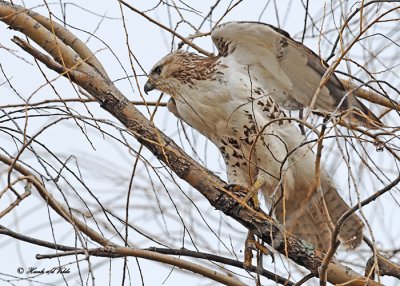 20111222 337 Red-tailed Hawk HP.jpg