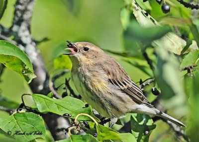 20111005 603 1c1 Yellow-rumped Warbler.jpg