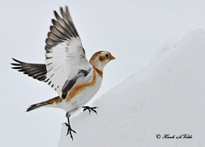 20120123 - 2 025 Snow Bunting.jpg