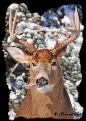 20111229 548 White-tailed deer2c3.jpg
