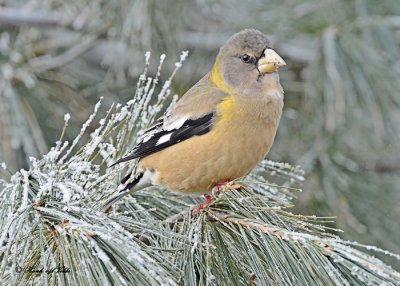 20120126 1003 SERIES - Evening Grosbeak.jpg